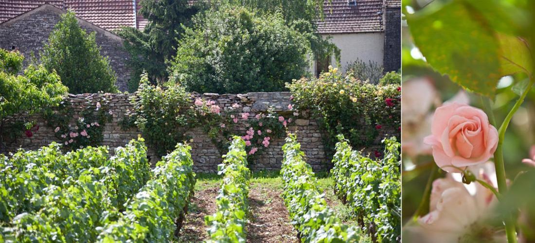 Domaine Violot-Guillemard Bed & Breakfast Pommard Bagian luar foto