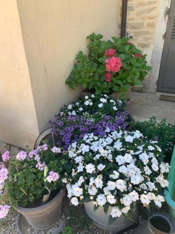 Domaine Violot-Guillemard Bed & Breakfast Pommard Bagian luar foto